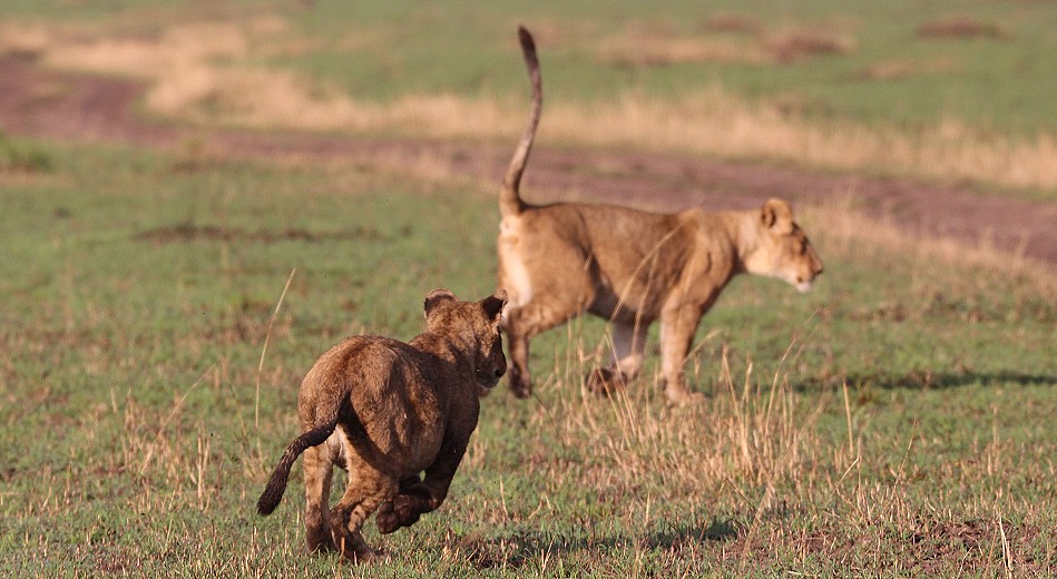 Rongai Löwen Rudel mit Beute und am Spielen