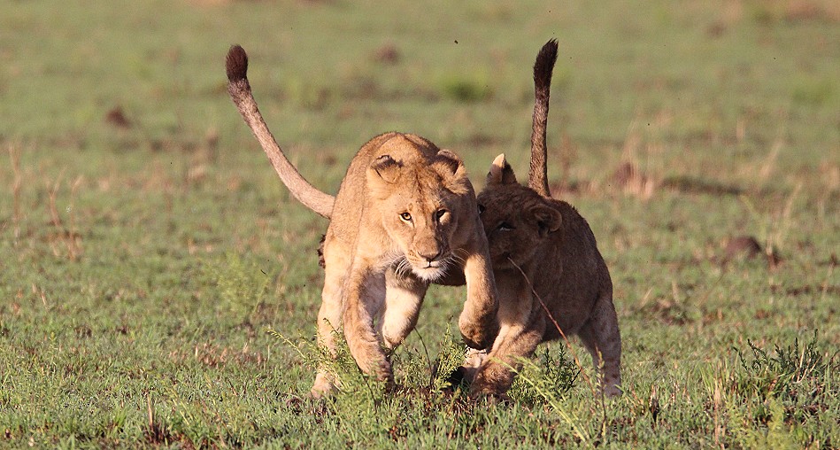 Rongai Löwen Rudel mit Beute und am Spielen
