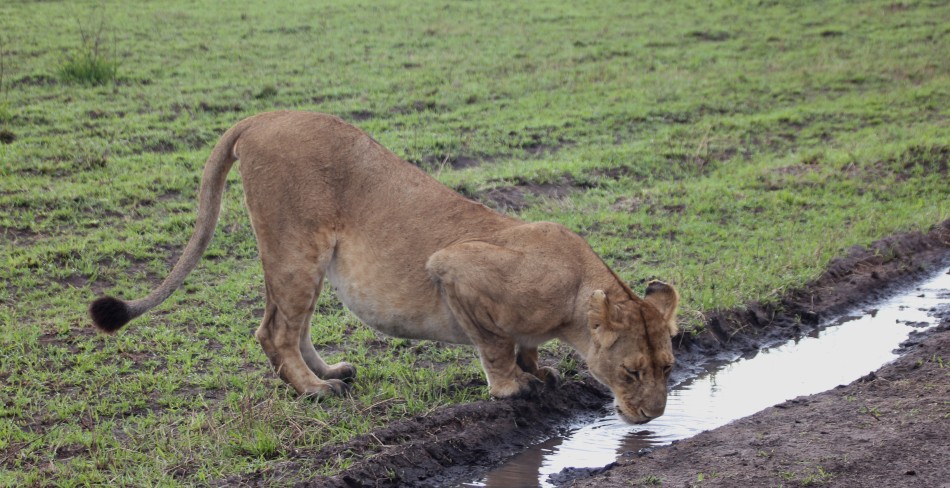 Rongai Löwen Rudel