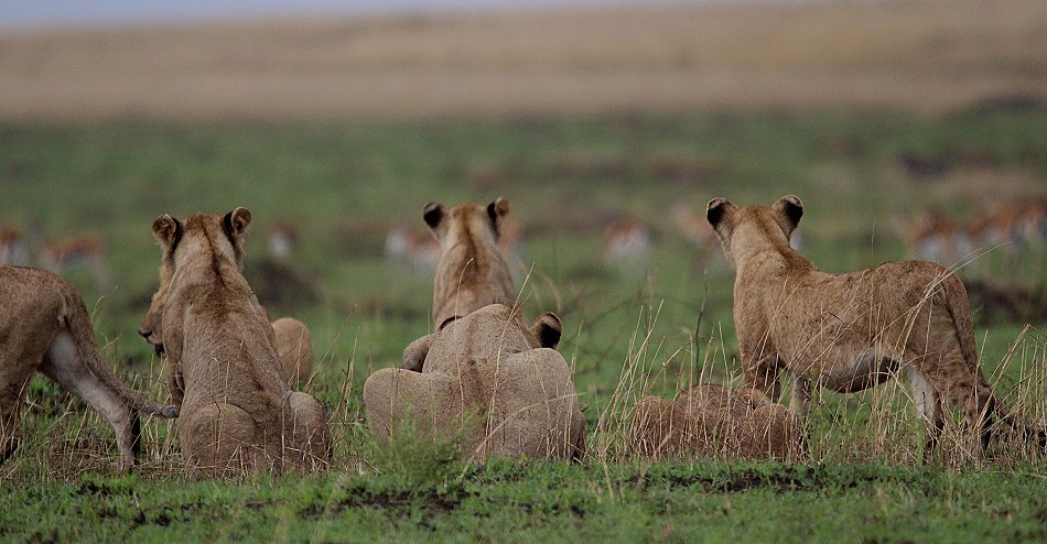 Rongai Löwen Rudel