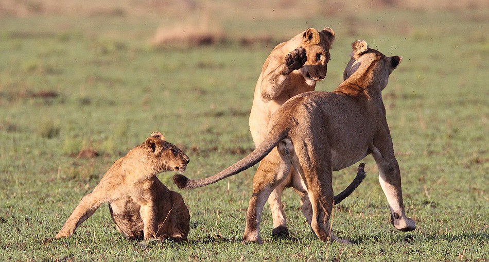 Rongai Löwen Rudel mit Beute und am Spielen
