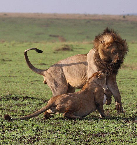 Lorkulup contra Weibchen vom Rongai Rudel