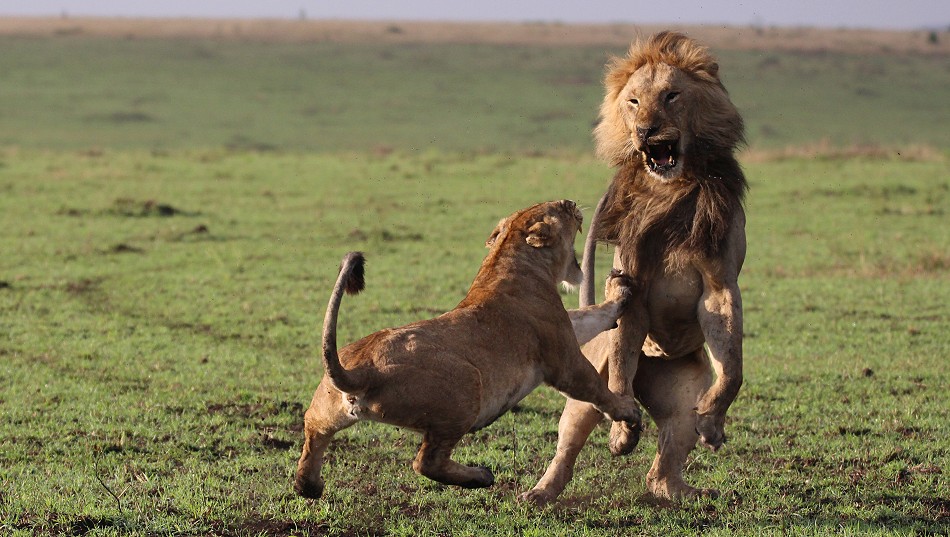 Lorkulup contra Weibchen vom Rongai Rudel