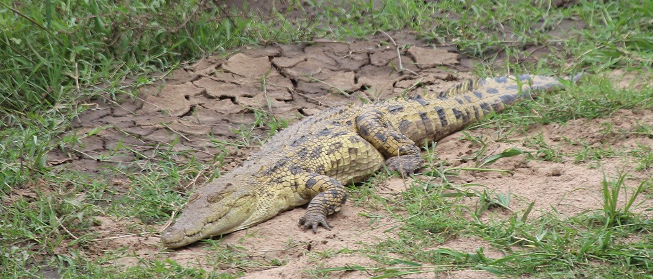 Krokodil im Soroi Mara Migration Camp
