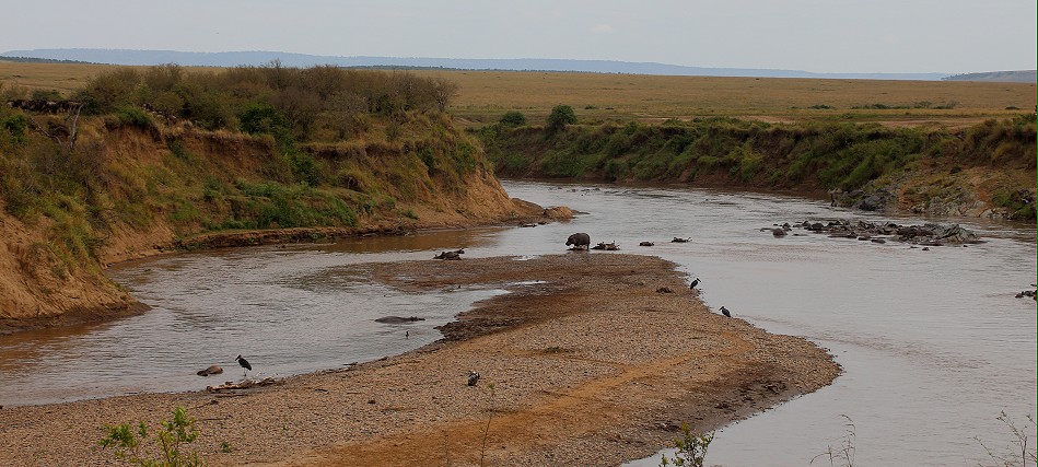 viele Gnukadaver im Mara River