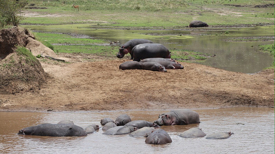 am Mara Fluss