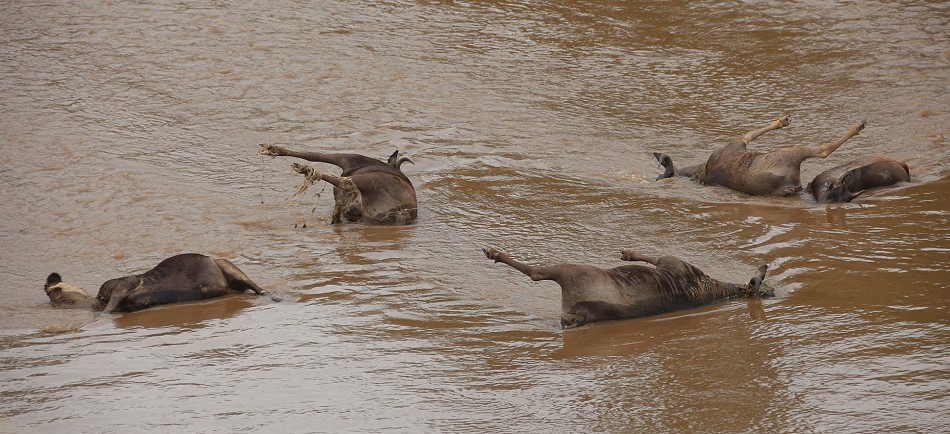 viele Gnukadaver im Mara River