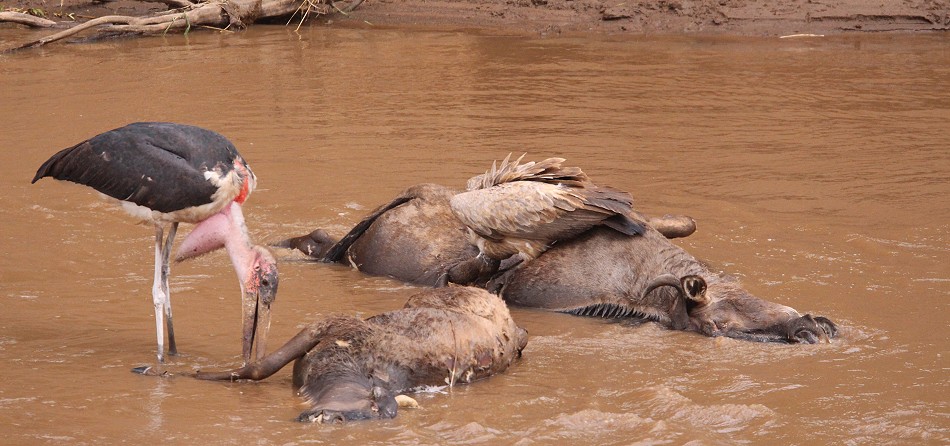 Geier und Marabu an Gnukadavern im Mara Fluss