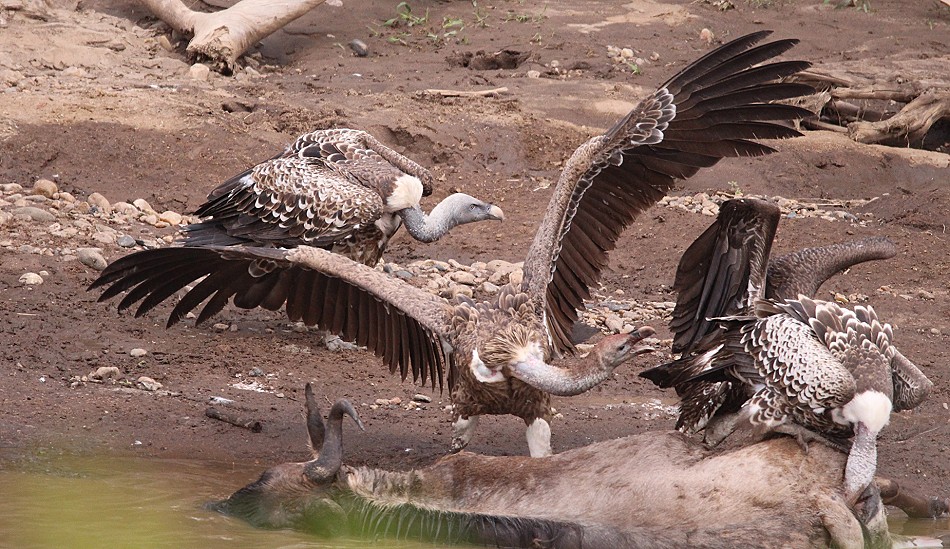 Geier an Gnukadavern im Mara Fluss