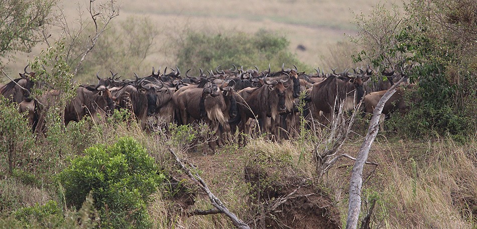 Warten auf ein Gnu Crossing am Mara River