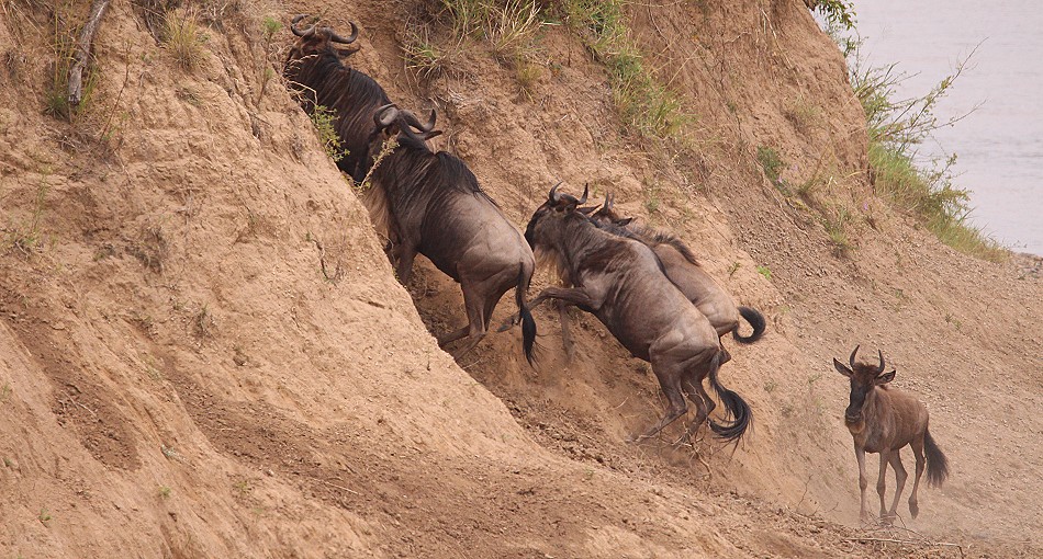 Gnu Crossing, Mara River