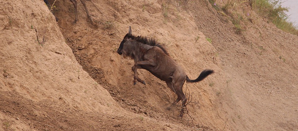 Gnu Crossing, Mara River
