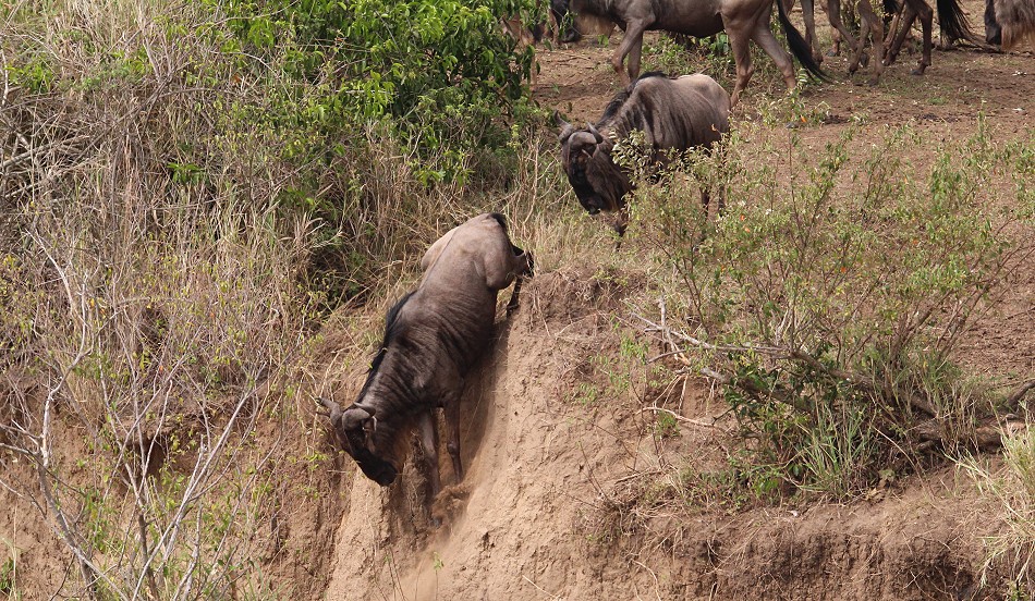Gnu Crossing, Mara River