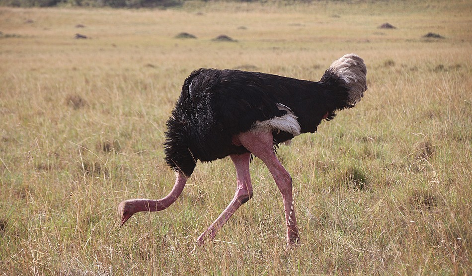 Masai Strauß