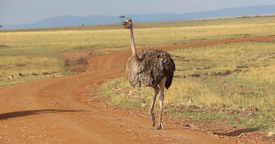 Masai Strauß, Henne
