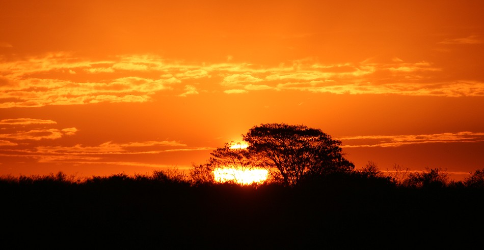 Sonnenaufgang in der Masai Mara