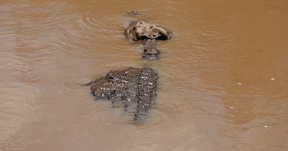 Nilkrokodil im Ol Are orok River