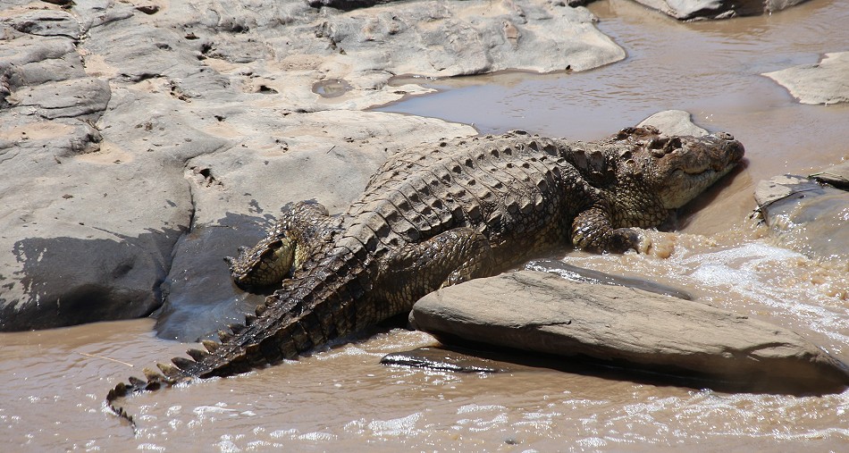 Nilkrokodil im Ol Are orok River