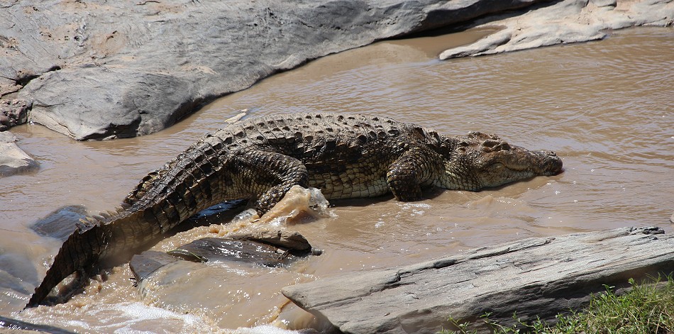 Nilkrokodil im Ol Are orok River