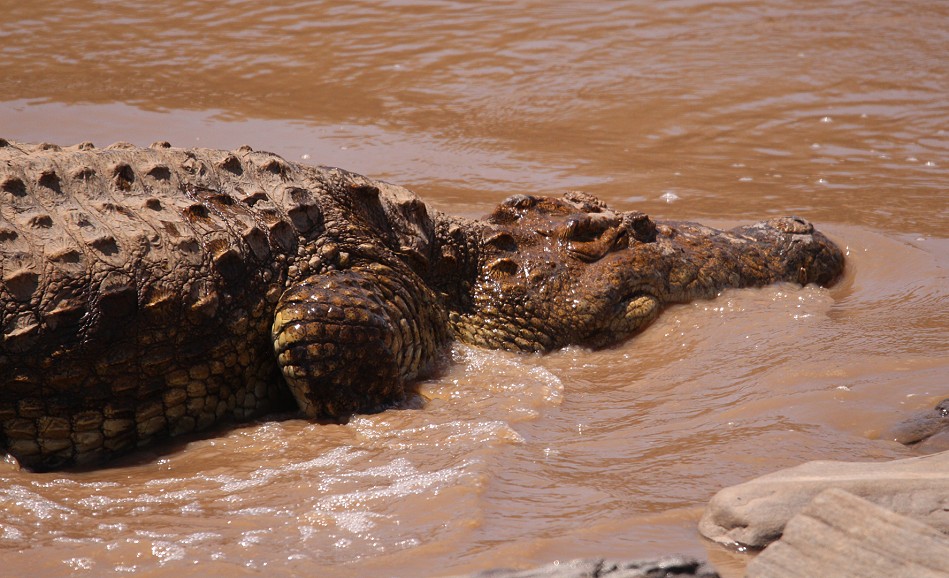 Nilkrokodil im Ol Are orok River