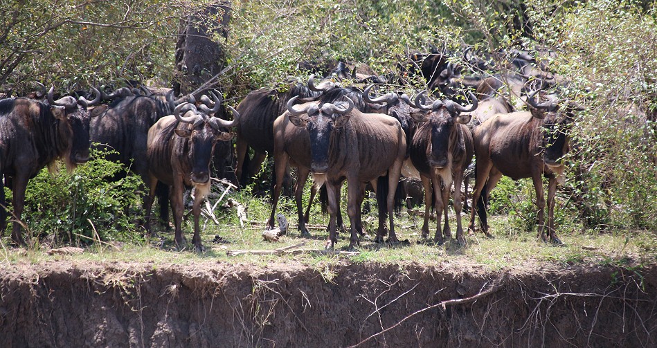 Gnus durchqueren neben einem Krokodil den Fluss
