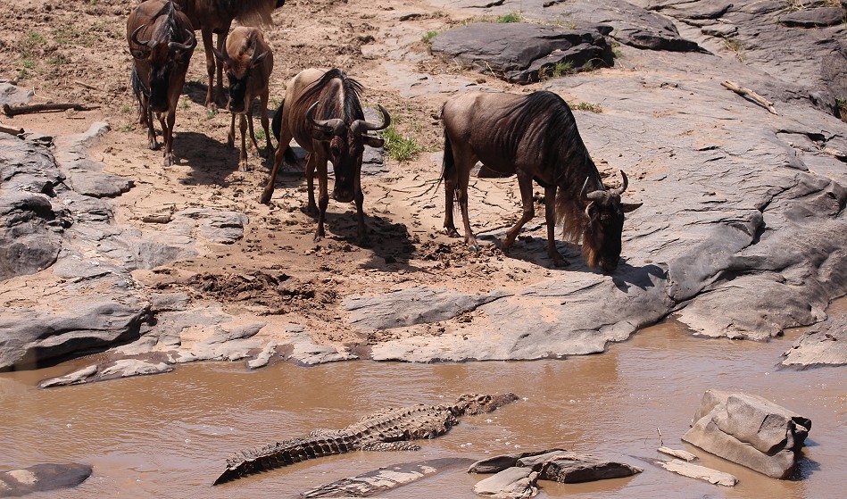 Gnus durchqueren neben einem Krokodil den Fluss