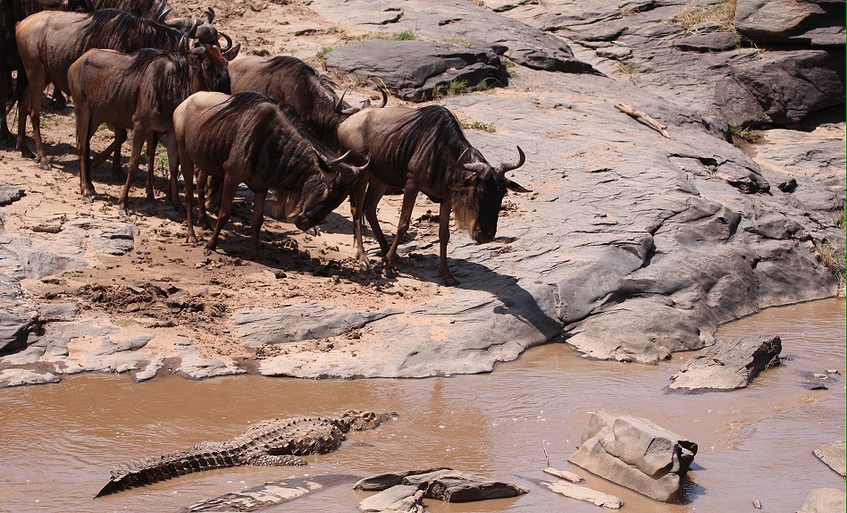Gnus durchqueren neben einem Krokodil den Fluss