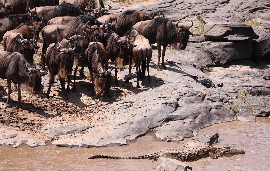 Gnus durchlaufen den Ol Are Orok River