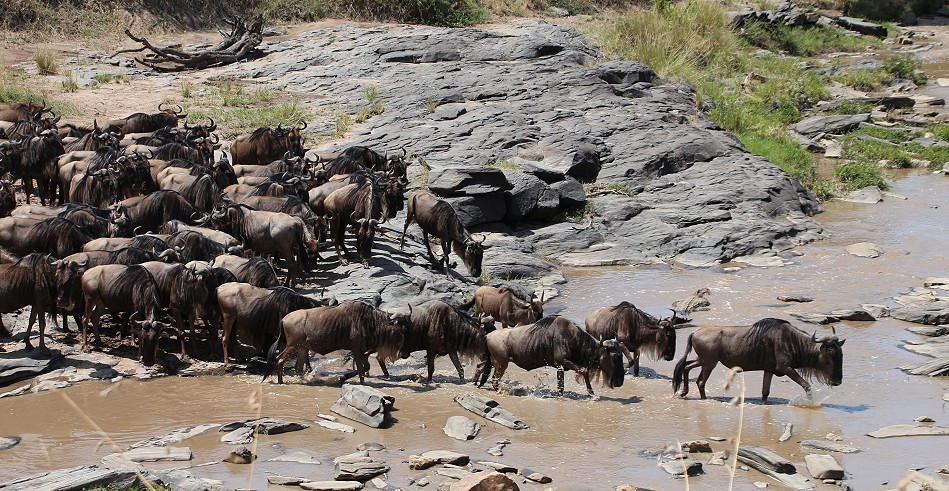 Gnus durchlaufen den Ol Are Orok River