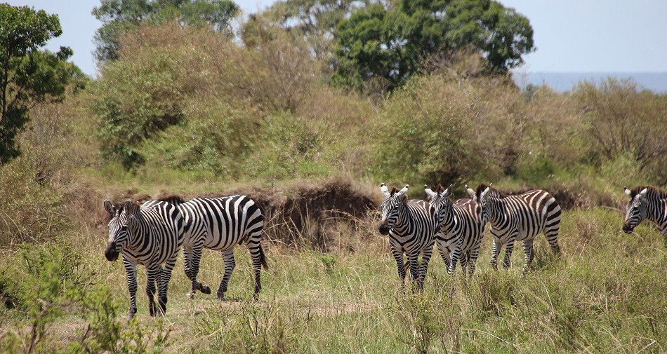 Zebras am Ol Are Orok River