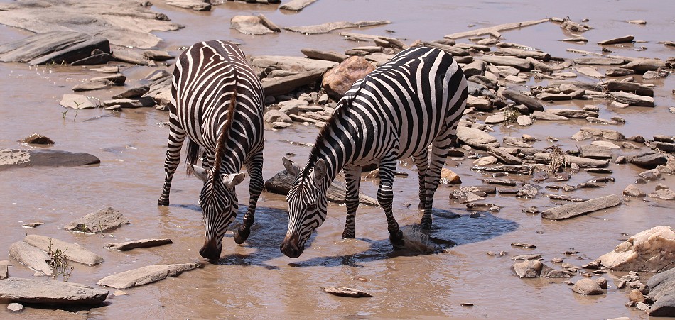 Zebras am Ol Are Orok River