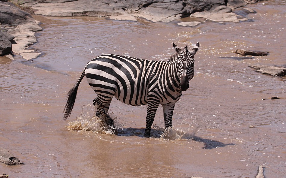 Zebras am Ol Are Orok River