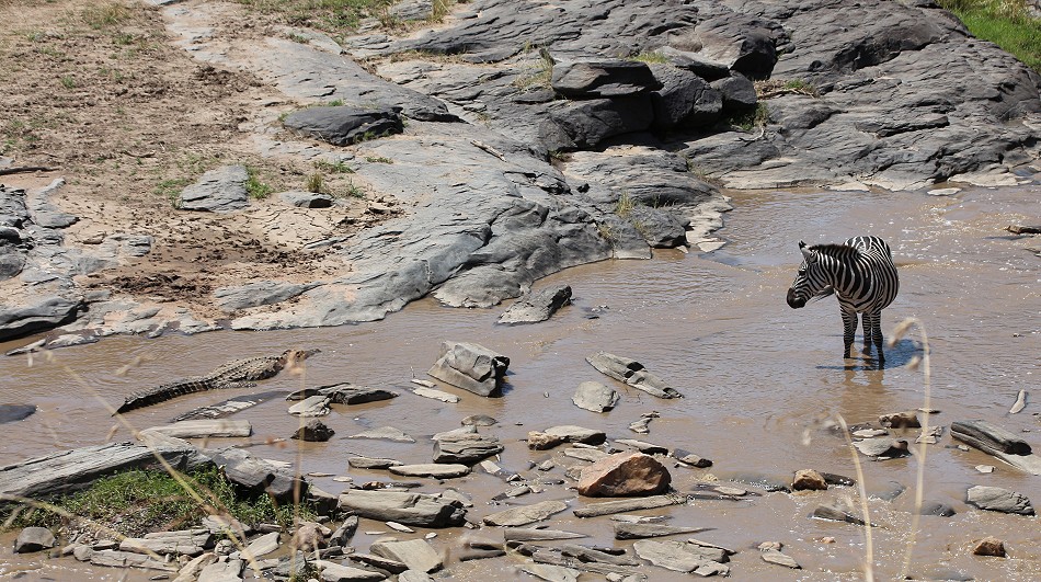 Zebras am Ol Are Orok River