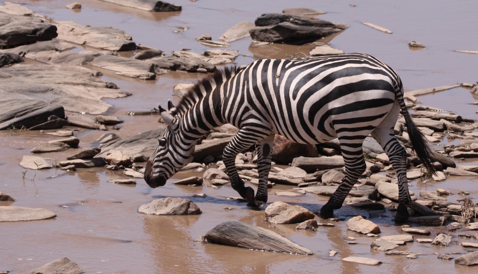 Zebras am Ol Are Orok River