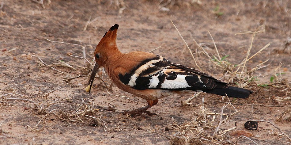 Afrikanischer Wiedehopf, Masai Mara