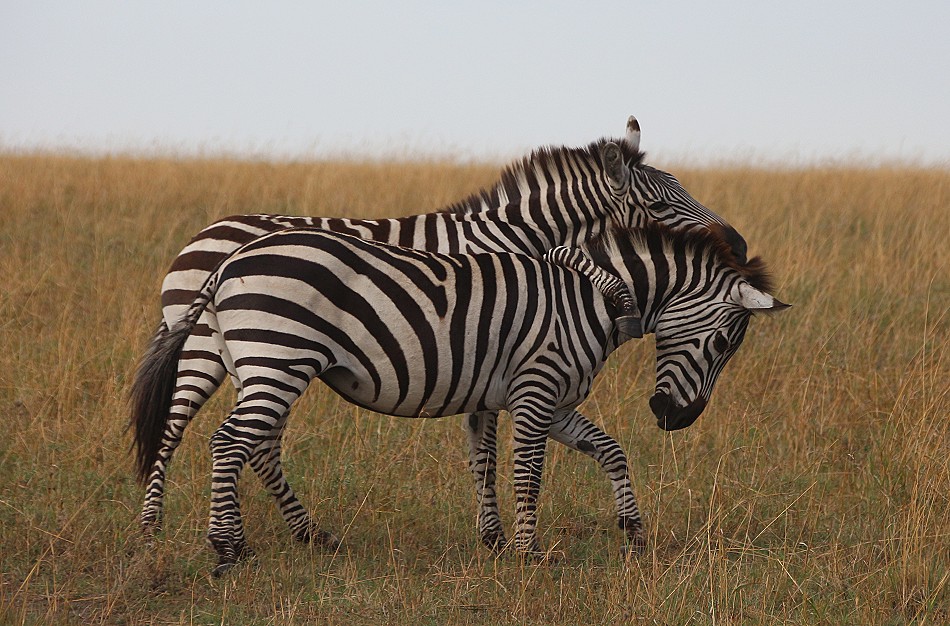 kämpfende Zebra Hengste in der Masai Mara