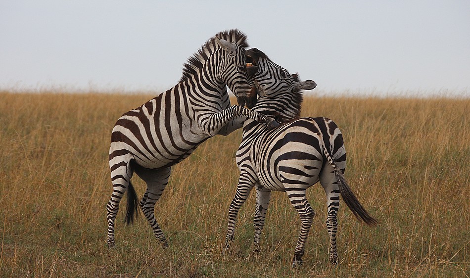 kämpfende Zebra Hengste in der Masai Mara