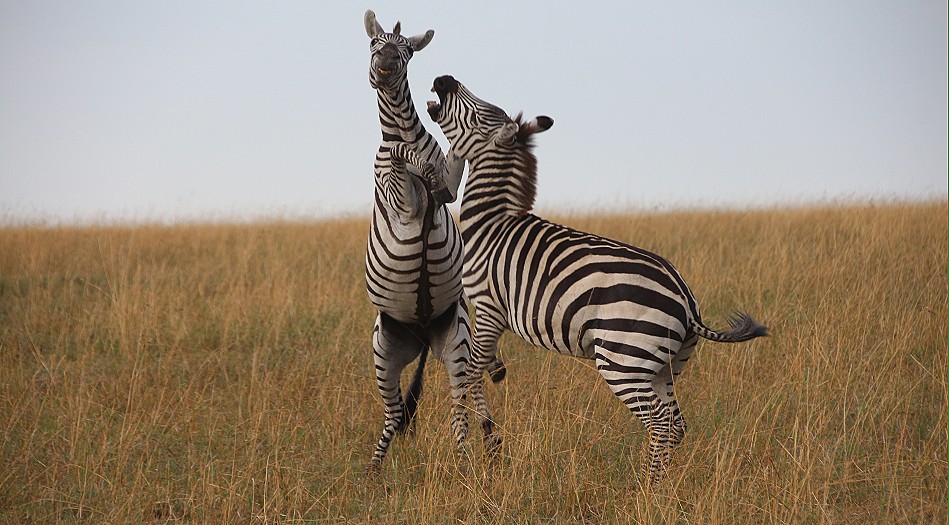 kämpfende Zebra Hengste in der Masai Mara
