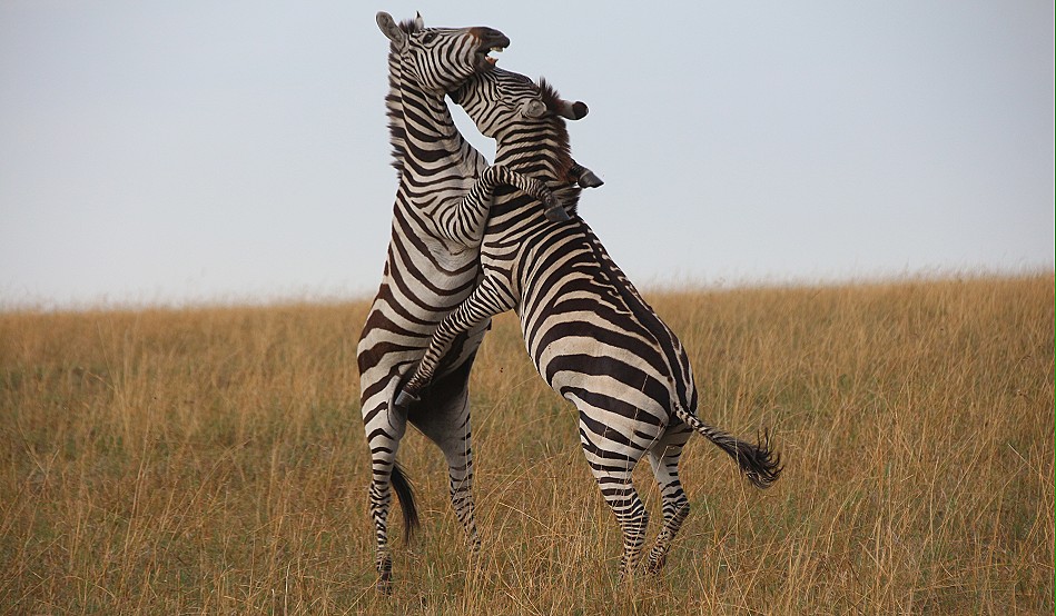 kämpfende Zebra Hengste in der Masai Mara