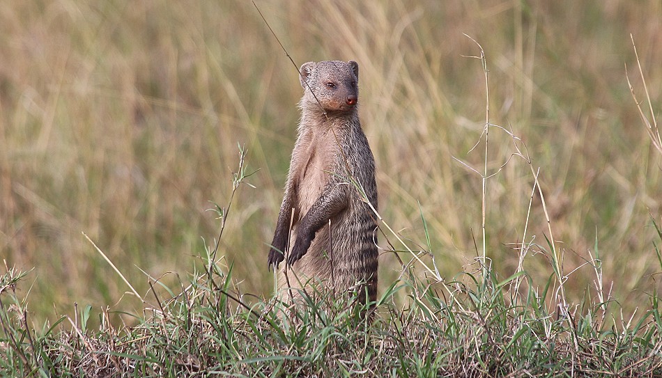Zebramanguste
