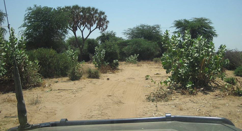 auf Safari im Samburu