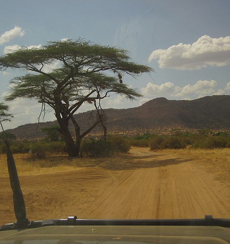 Pirschfahrt im Samburu