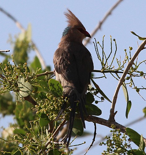 Blaunackenmausvogel