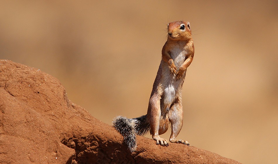 wachsames Bushhörnchen im Samburu