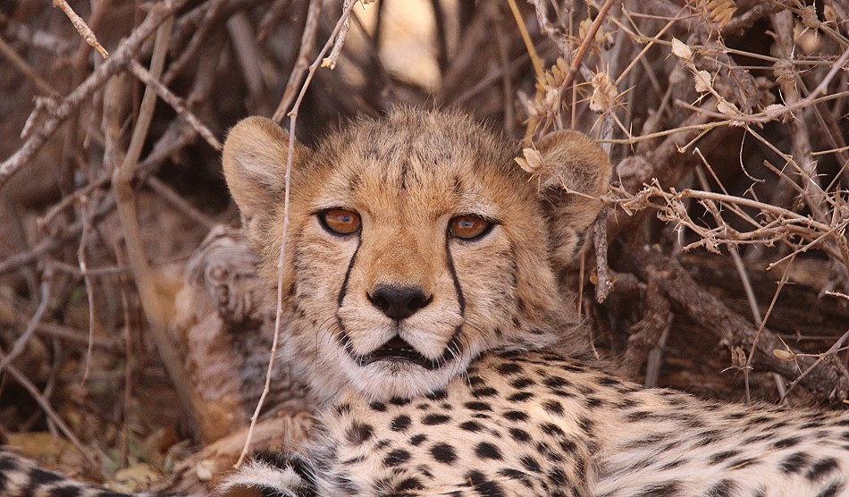 Geparden Mutter mit vier Jungen im Samburu