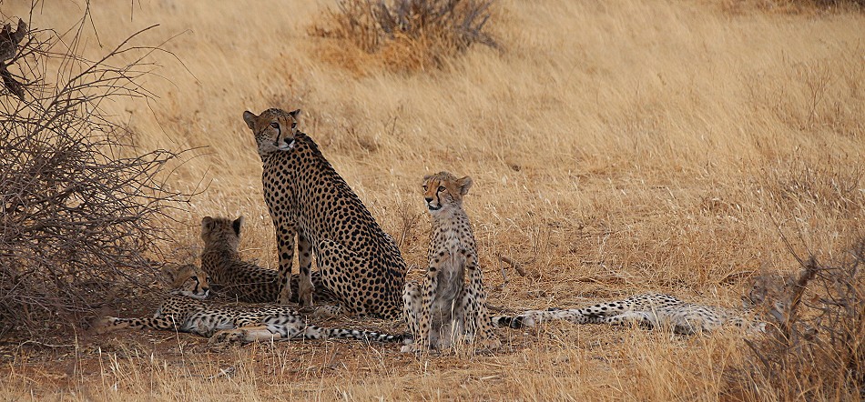 Cheetah mother with 4 cubs in Samburu