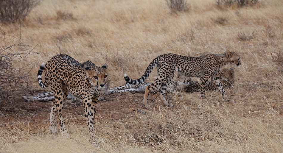 Cheetah mother with 4 cubs in Samburu