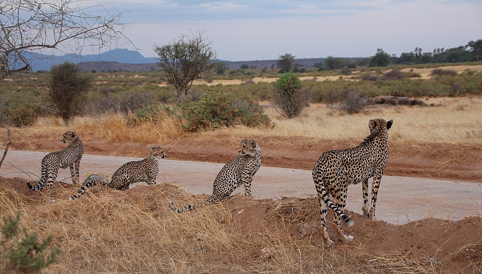 Cheetah mother with 4 cubs in Samburu