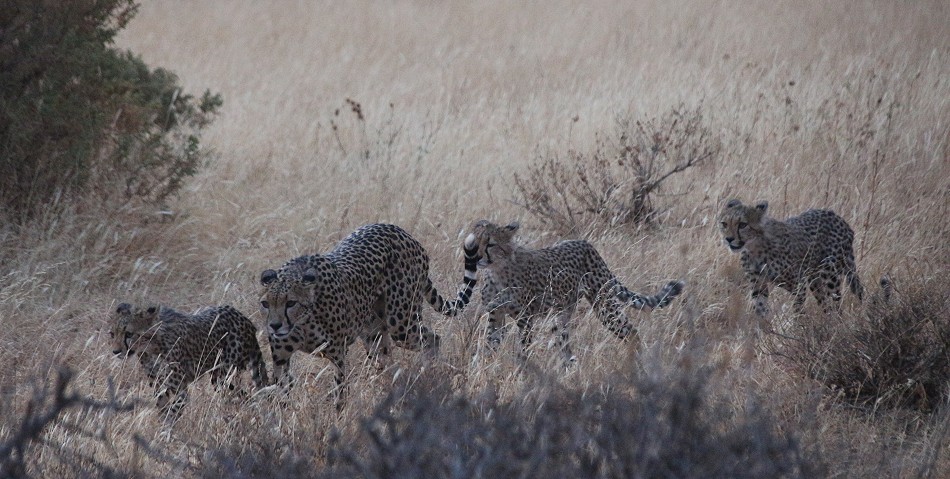 Cheetah mother with 4 cubs in Samburu