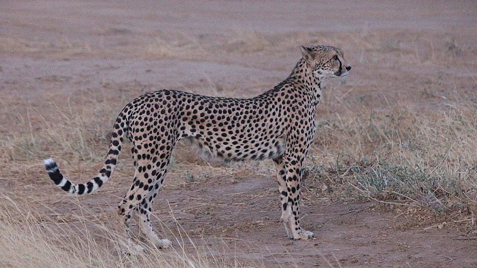 Cheetah mother with 4 cubs in Samburu